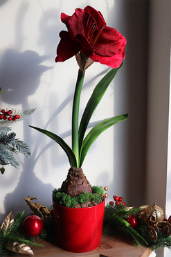 Amarylis simple, sztuczna roślina w doniczce, wys.64cm  