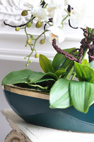 Turkusina Laos, elegancki storczyk w zielonej donicy glamour