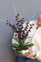 Tajlandia Purple, storczyk w złotej donicy