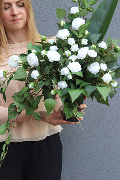 Angielska Róża White, bukiet nagrobny we wkładzie do wazonu, dł.65cm