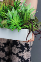 kompozycja sukulenty w długiej donicy, Suculentas Longia, wym.26x73cm