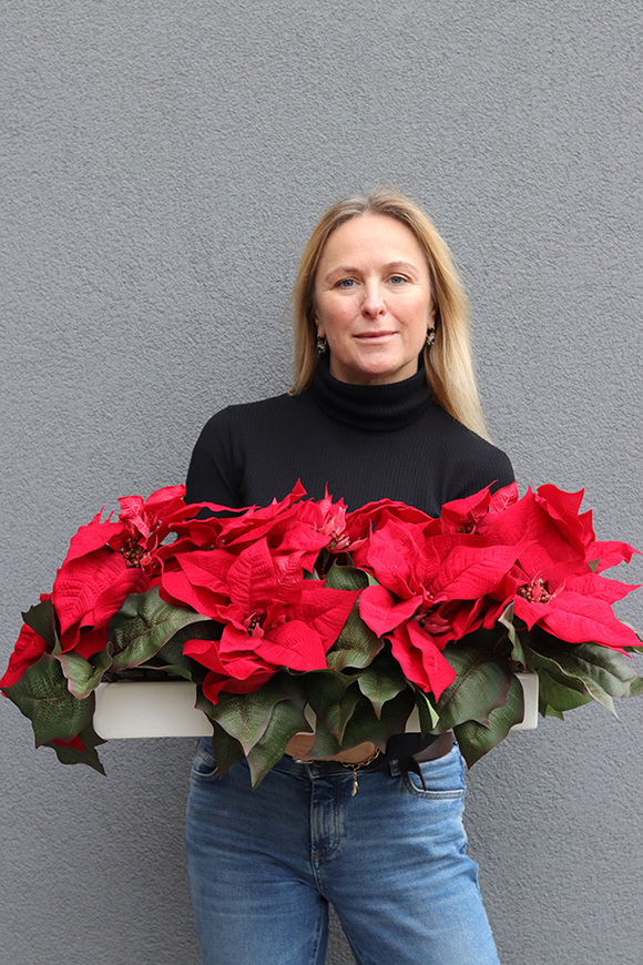Gwiazda Betlejemska Longia, wysokiej jakości sztuczna roślina