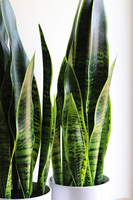 Sansewieria Simple, roślina sztuczna w donicy