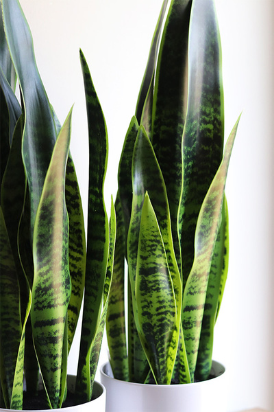 Sansewieria Simple, roślina sztuczna w donicy