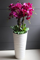 Gizelle Fuksja, wysoki sztuczny storczyk w białej donicy