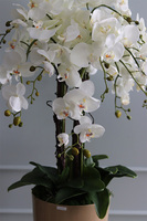 duży storczyk Mediolan Beige, wys.112cm