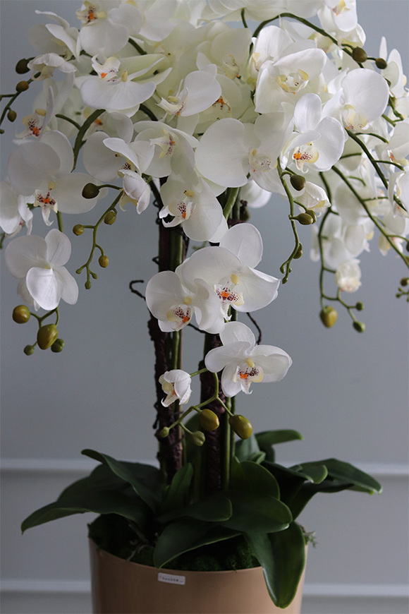 duży storczyk Mediolan Beige, wys.112cm