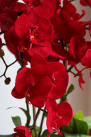 Walentynkowy, czerwony storczyk na dzień zakochanych