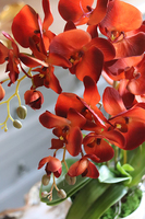 czerwony storczyk w złotej donicy, Mosierra Gold, wys.70cm