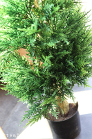 Cyprys, sztuczna roślina w doniczce