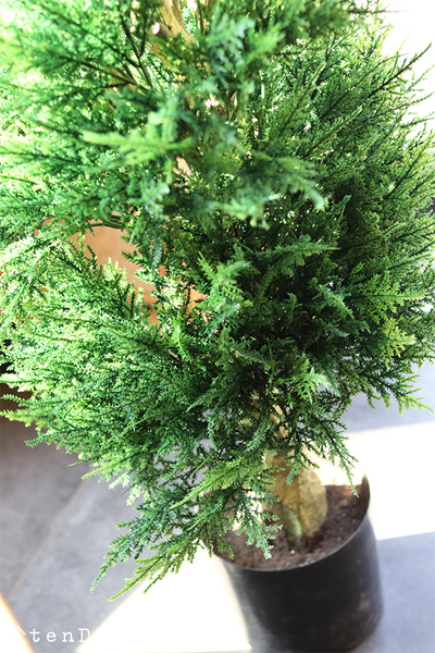 Cyprys, sztuczna roślina w doniczce