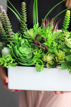 Freja, kompozycja sukulenty w białej donicy, szer.26cm 