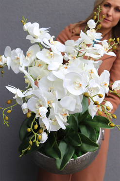 efektowny storczyk w metalowej misie, Ferrata Big 2, wys.72cm