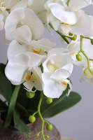 Eduardo Silica, biały storczyk w złotej donicy