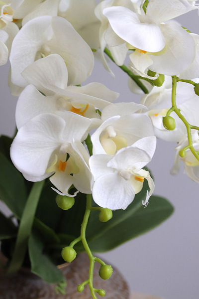 Eduardo Silica, biały storczyk w złotej donicy