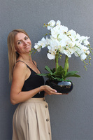 Inez Black Piano, storczyk w czarnej donicy