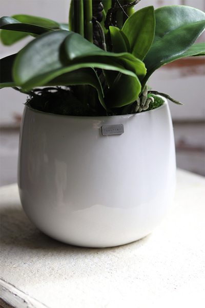 Red Fenice, karminowy storczyk w białej donicy