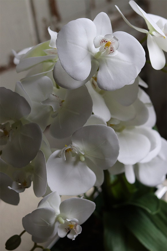 gumowy storczyk w stalowej donicy, Hetro Steel, wys.52cm