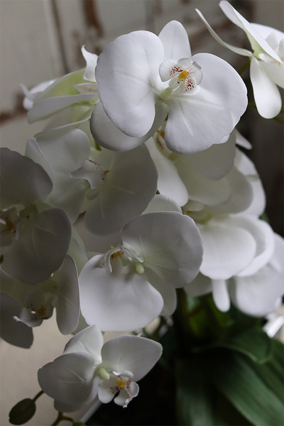 gumowy storczyk w stalowej donicy, Hetro Steel, wys.52cm