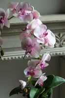 Nemisto, różowy storczyk w biało-srebrnej donicy, wys.65cm 