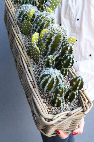 Cacti Rattan, kompozycja sukulenty w podłużnym koszu, wym.30x57cm