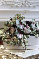 Begonia Asian Tundra, roślina doniczkowa w białej osłonce