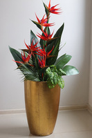 Strelicja Złota Bajka 3, egzotyczna kompozycja