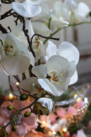 elegancki storczyk zimowy, Pudrovy Klimat, wys.66cm