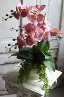 Klemina Granada, gumowy storczyk w ażurowej donicy, wys.58cm