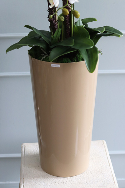 duży storczyk Mediolan Beige, wys.112cm