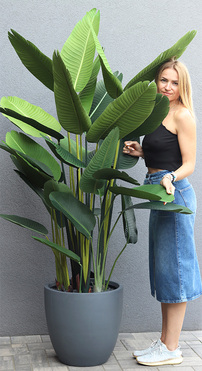 Bananowiec Concrete Greene, sztuczna roślina w donicy, wys.205cm