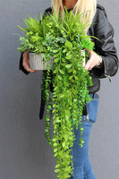 Hilton Green 2, kompozycja sukulenty w srebrnej donicy, wys.32cm