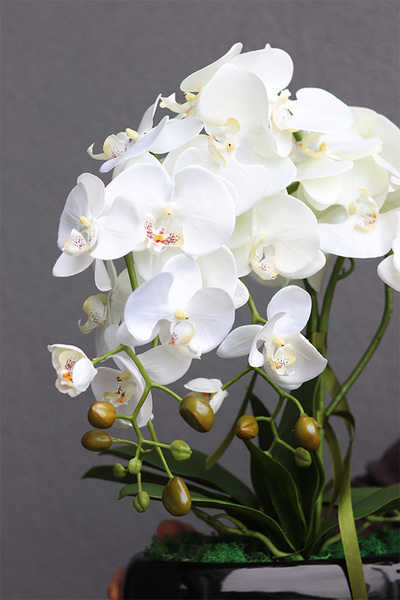 Black Kreolla, storczyk w czarnej donicy