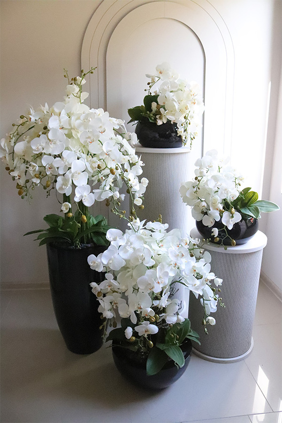 Black Fiberglass Fenice, storczyk w czarnej donicy