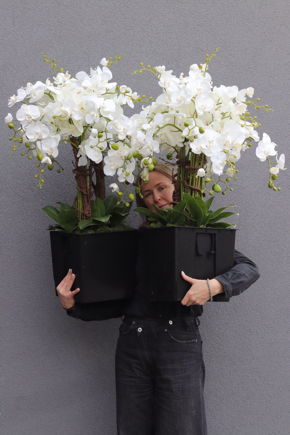 Mediolan Saute, storczyk we wkładzie do donicy