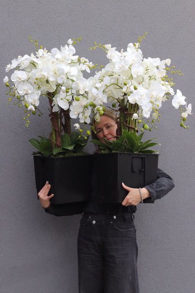 Mediolan Saute, storczyk we wkładzie do donicy