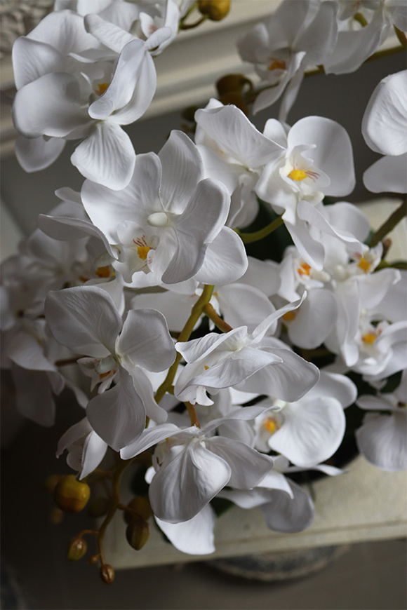 Japan Nuovo, sztuczny storczyk w czarnej misie