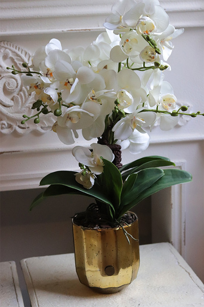 Gold Glass, storczyk w złotym naczyniu