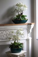 Turkusina Laos, elegancki storczyk w zielonej donicy glamour