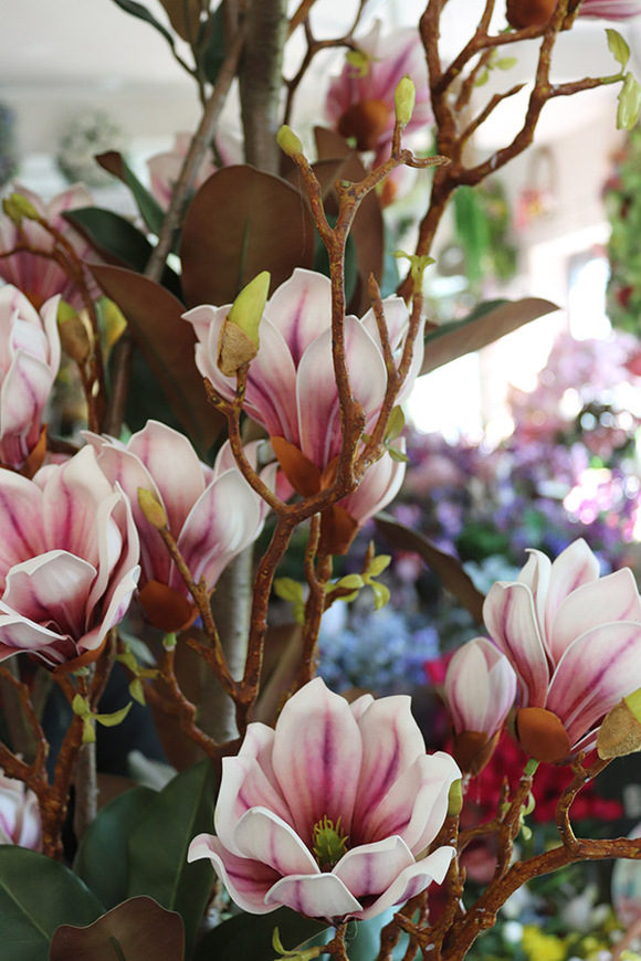 Magnolia Silveria, sztuczne drzewko w donicy