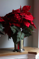 Gwiazda Betlejemska Deluxe Silver, wysokiej jakości sztuczna roślina