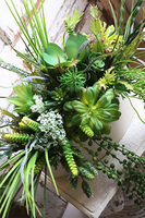 Gretada Manfredo, sukulenty w kremowej donicy