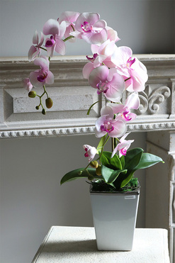 Nemisto, różowy storczyk w biało-srebrnej donicy, wys.65cm 