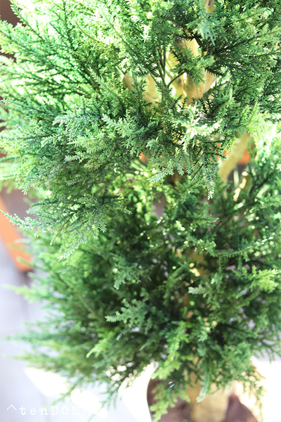 Cyprys, sztuczna roślina w doniczce