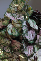 Begonia Asian Tundra, roślina doniczkowa w białej osłonce