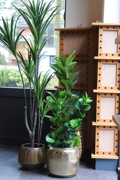 Dracena Simple Gold, sztuczna roślina w doniczce, wys.137cm