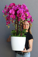 Mediolan Round Fuksja w białej donicy