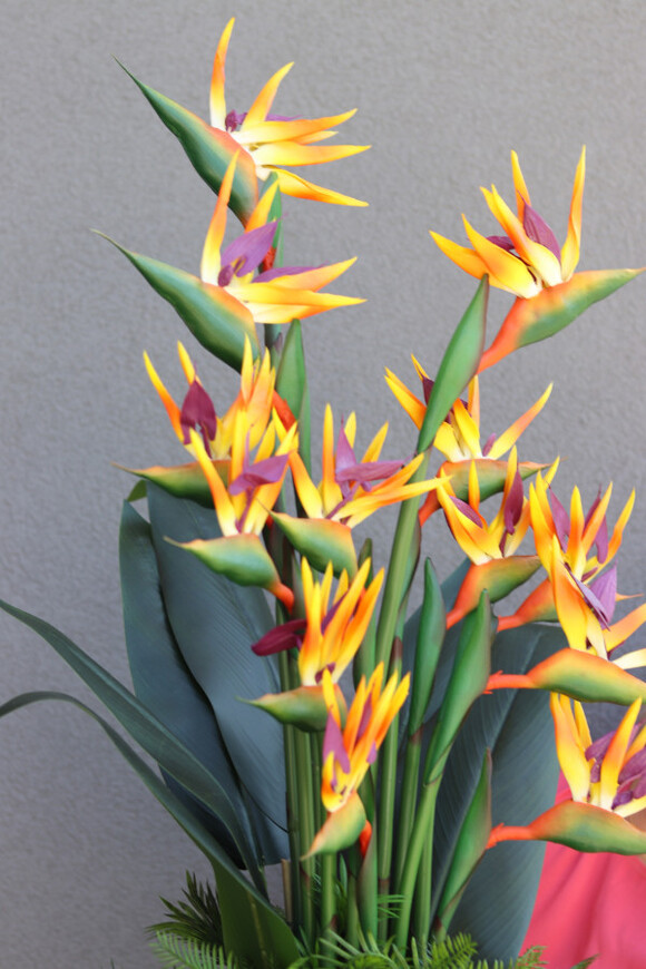 Strelicja Hilton Tallia, kompozycja w srebrnej donicy