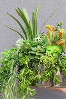 Greenede, kompozycja sukulenty w czarnej donicy, wys.40cm