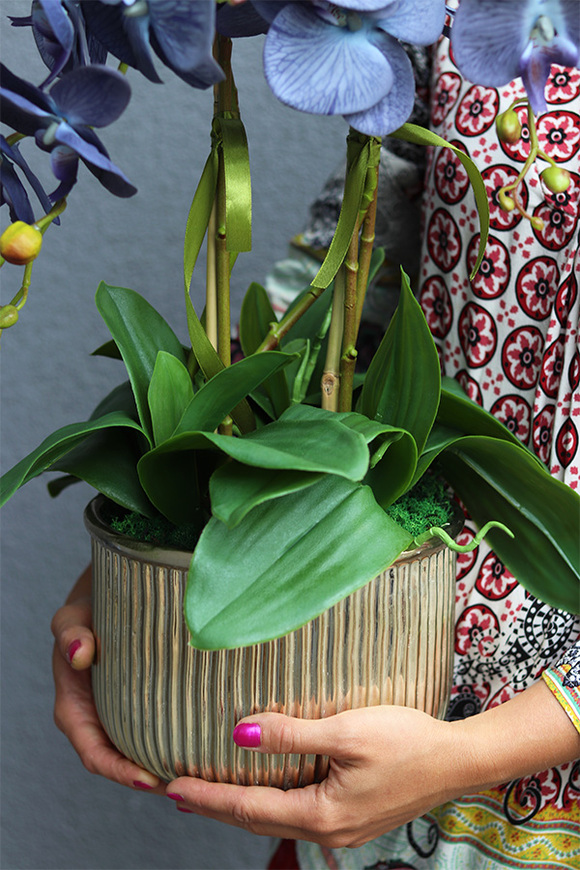 Blueda, granatowy storczyk w złotej donicy